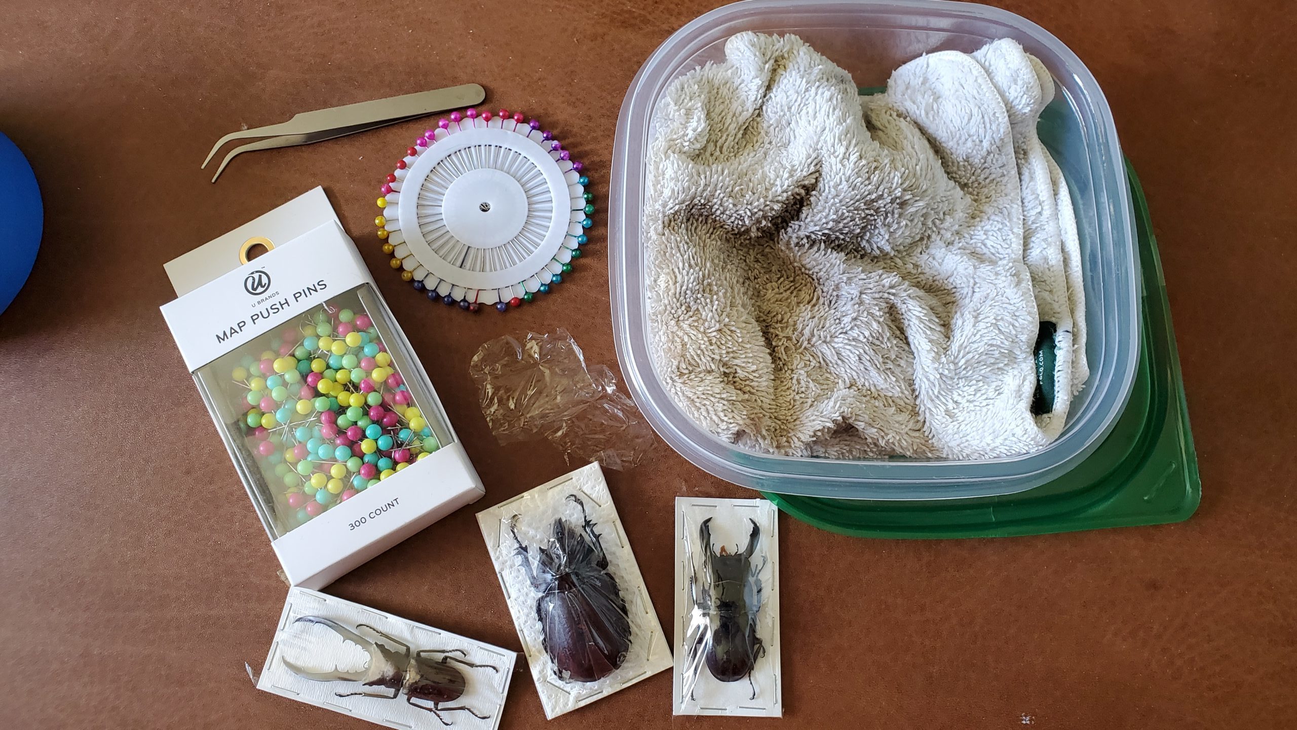 supplies photo including a small plastic container with a cloth inside, a ring of straight pins, a pair of tweezers, and 3 dried and preserved beetles