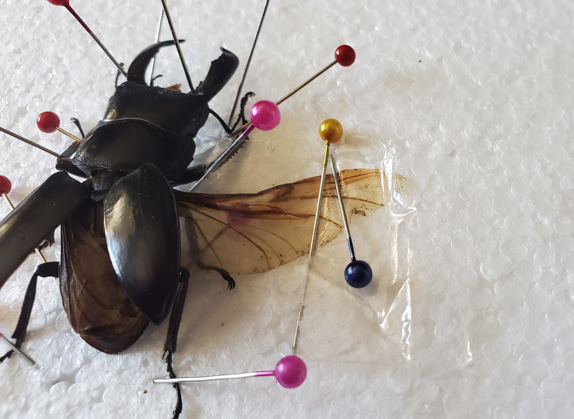 View of beetle with one wing spread to the right toward center of image; wing is secured with a clear piece of plastic wrap and straight pins inserted at a sharp angle to hold the wing and plastic flat against the foam