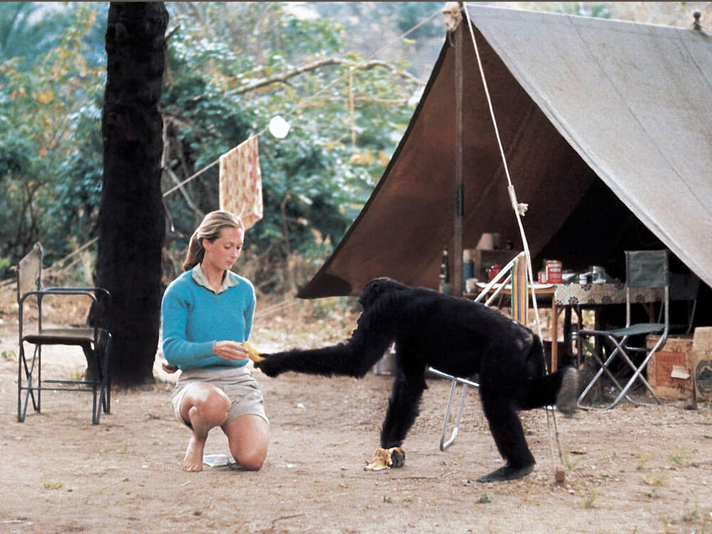 Scientist Jane Goodall as a young woman at her camp in Tanzania. She is interacting with a chimpanzee.