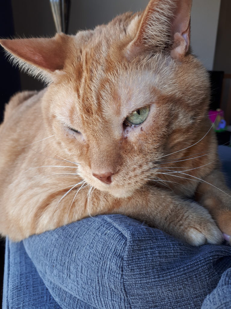 An orange marmalade cat