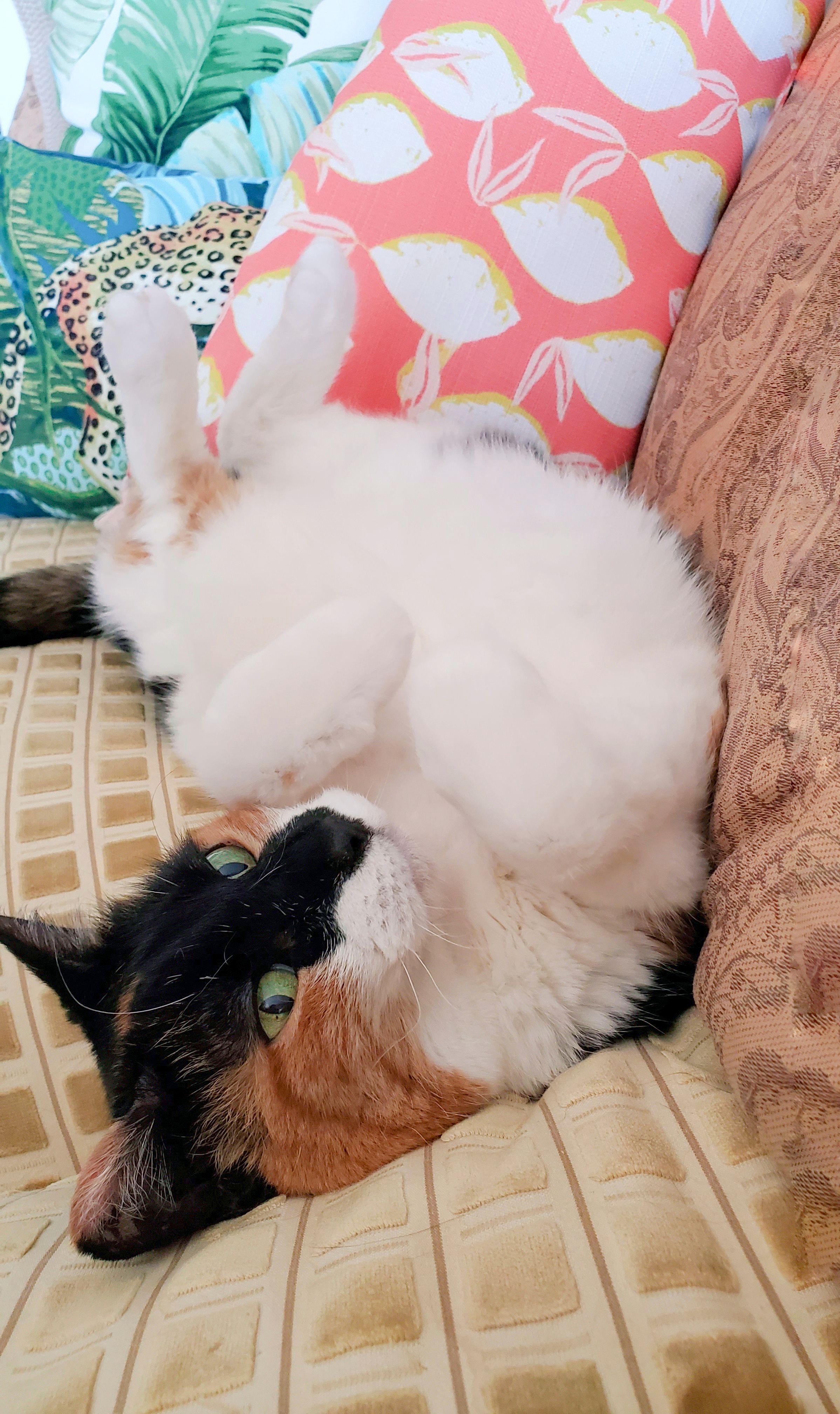 A calico long-hair domestic cat