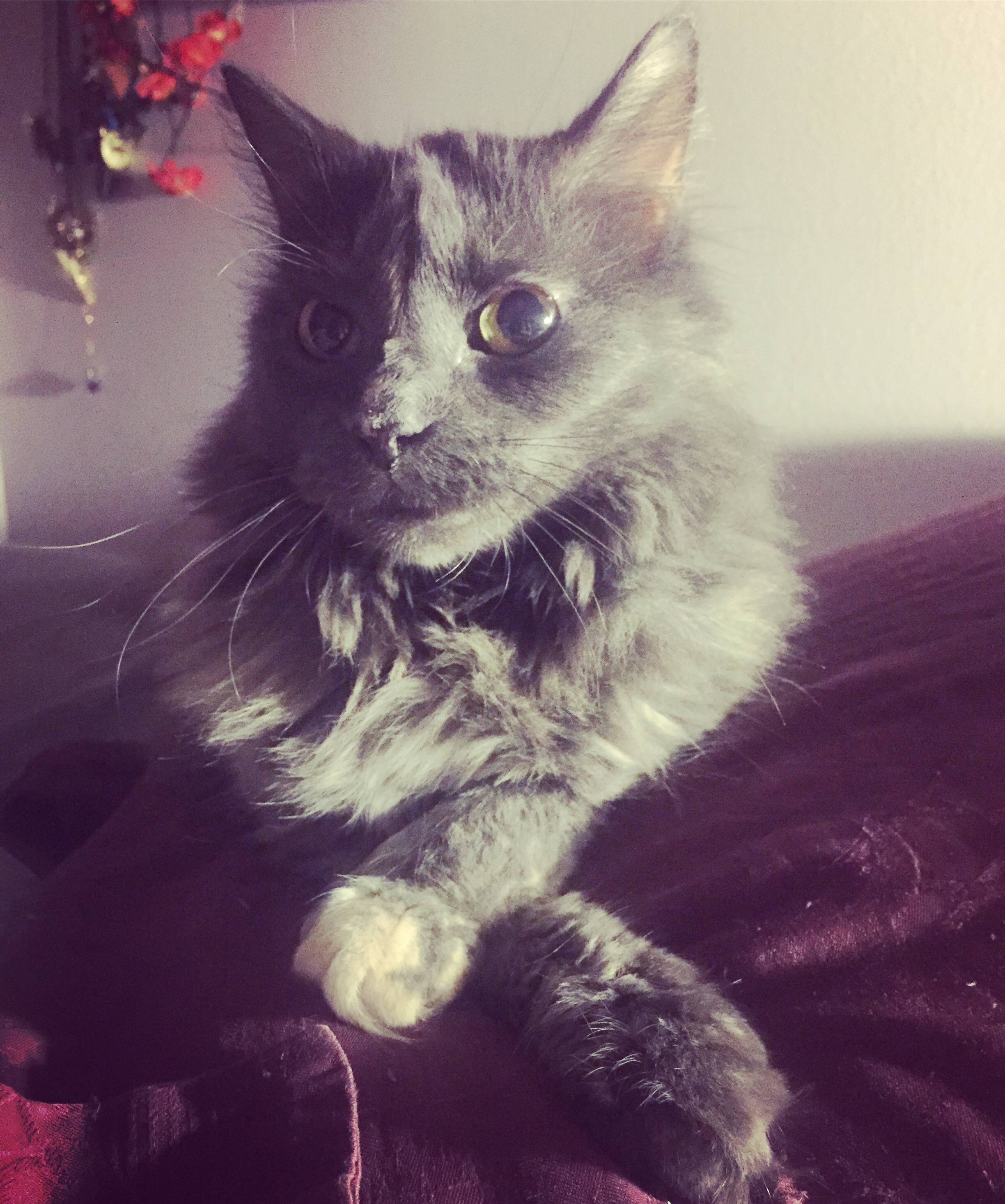A grey long-hair domestic cat