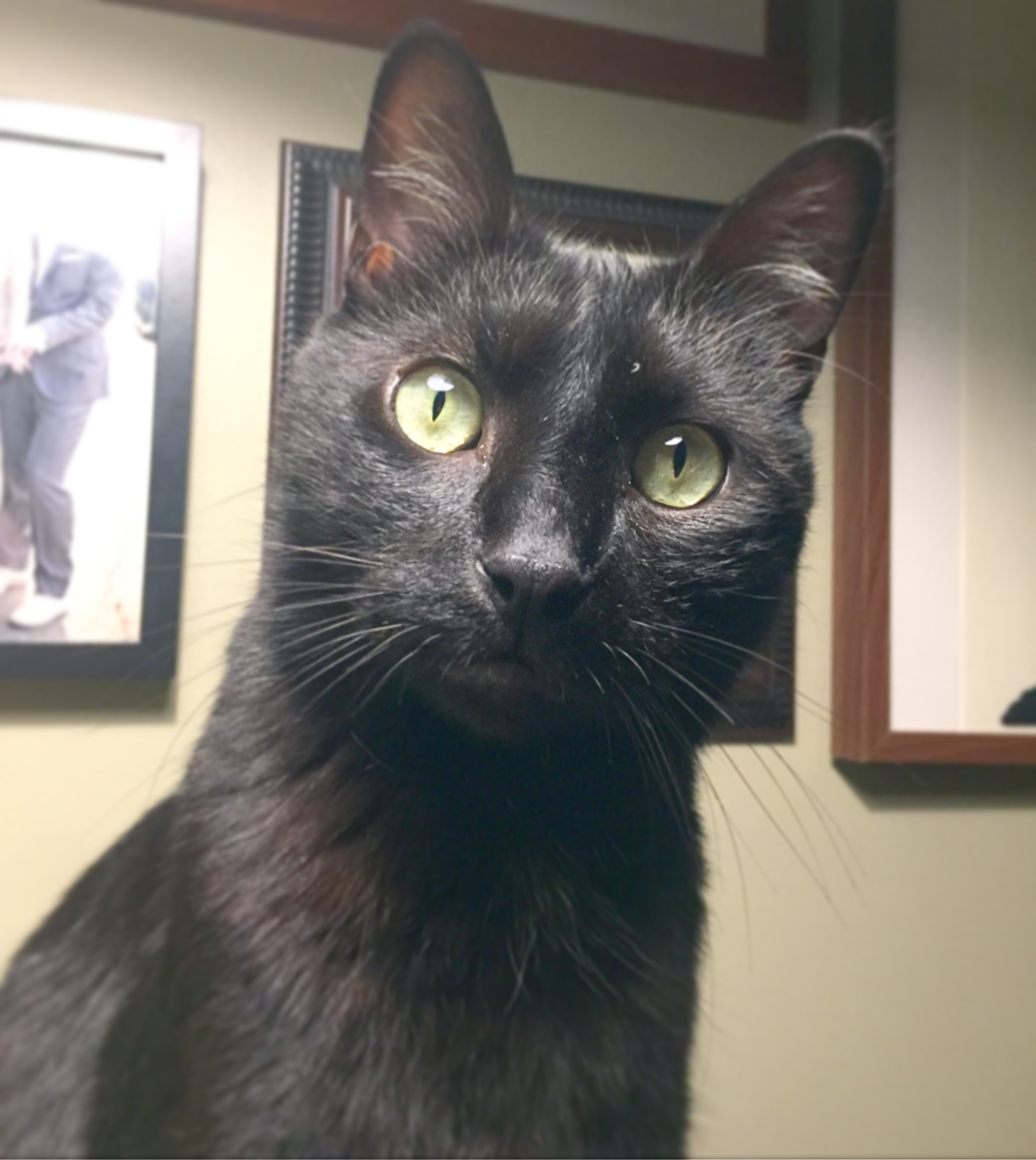 A black short-hair domestic cat