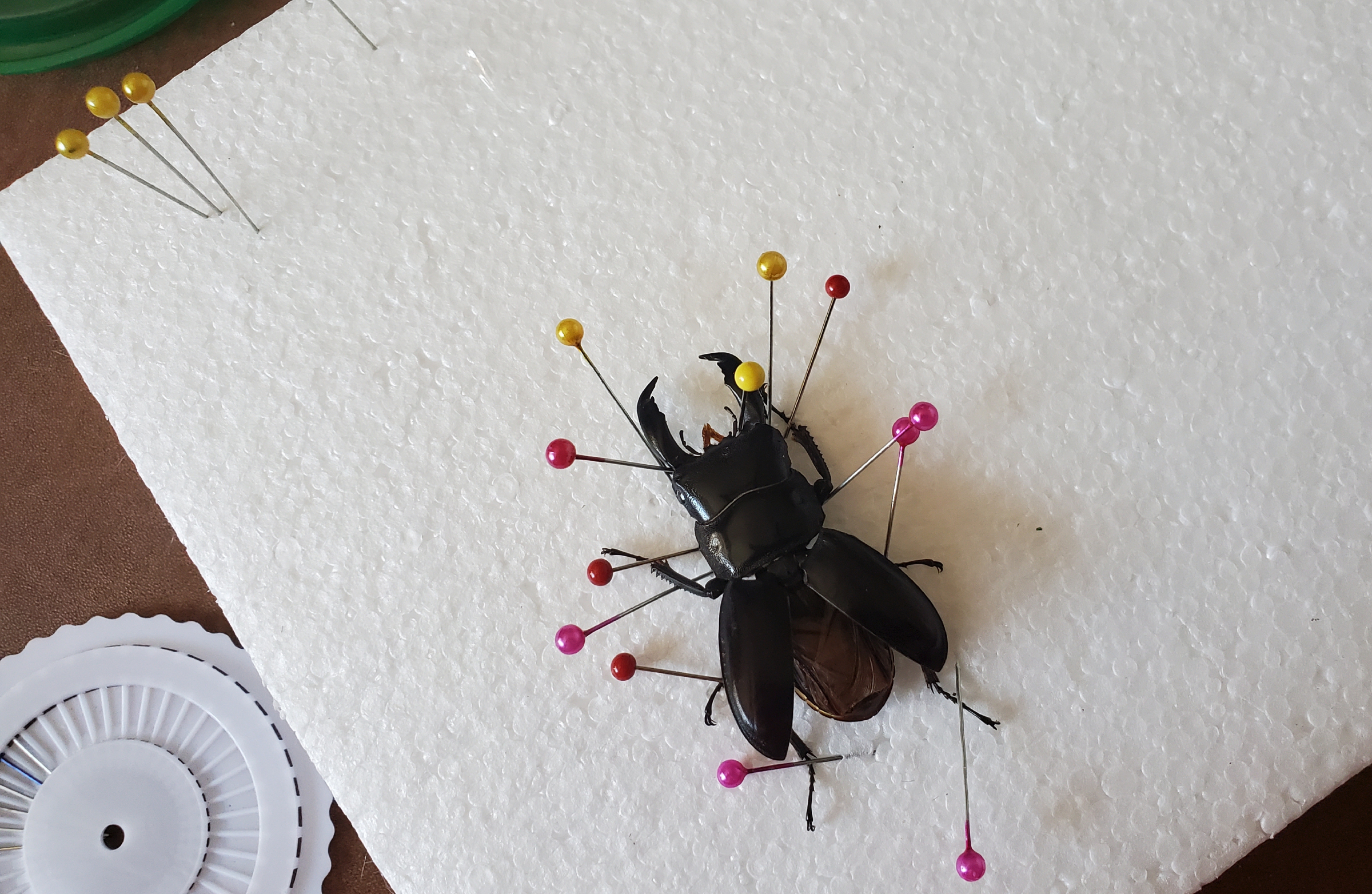 Beetle on foam block with colorful straight pins holding the legs, mandibles, and Elytra in place