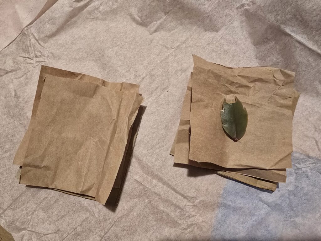 the paper squares have been stacked onto the cardboard squares with a single plant leaf placed on top of one side