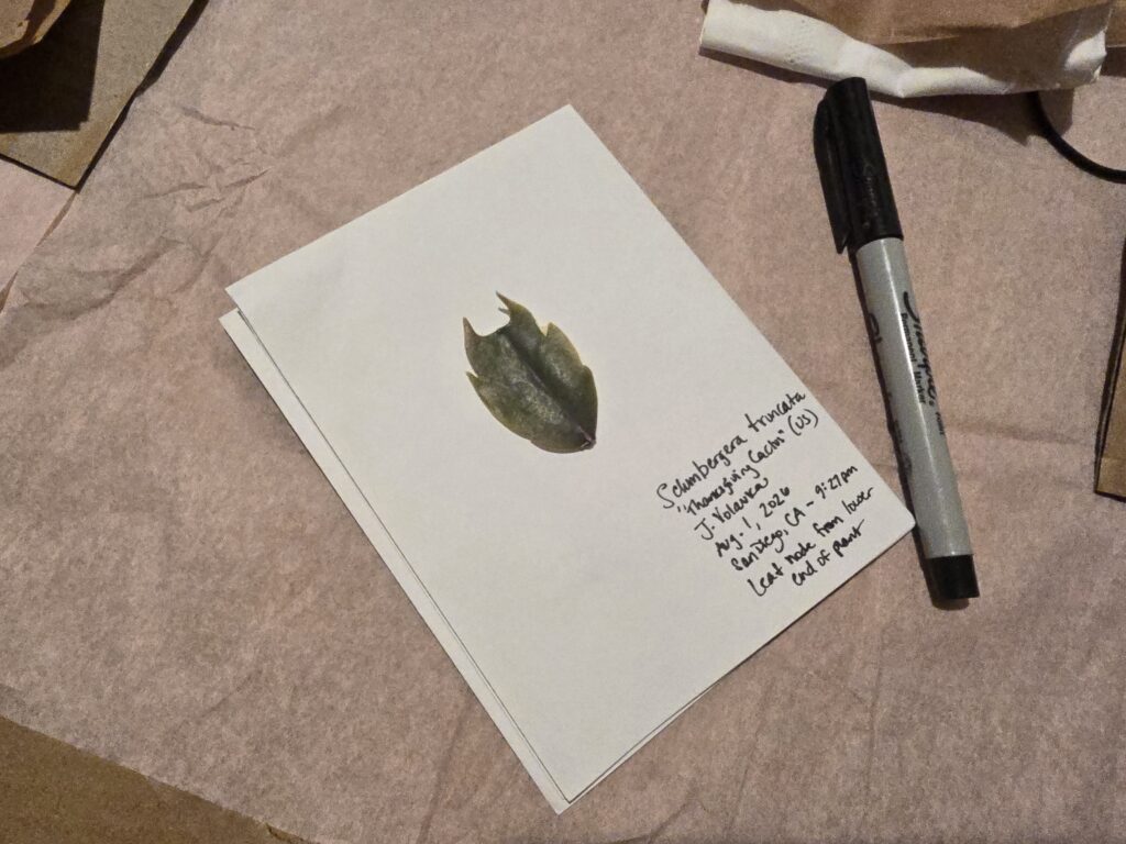a small piece of white paper has writing in the bottom-right corner and the now-pressed leaf in the center; the page rests on top of extra brown paper and cardboard