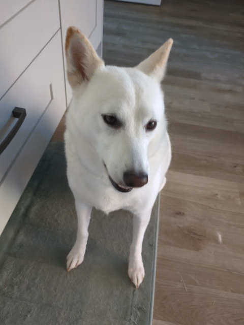 cute cute white dog munches something yummy